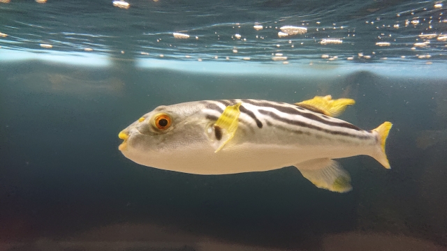 フグの稚魚に毒がある1