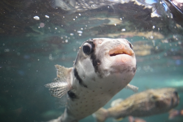 フグの稚魚に毒はある